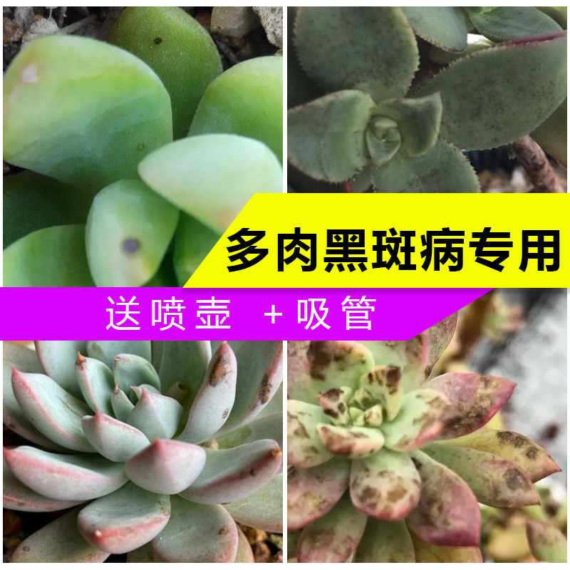 多肉黑斑病专用药生石花玉坠法师紫乐淡雪桃蛋玉树花月夜杀菌剂药