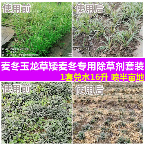 麦冬矮麦冬专用除草剂套装