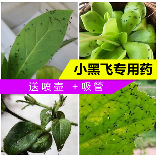 小黑飞专用药花卉植物通用杀虫剂低毒吡虫啉通除月季 多肉茉莉