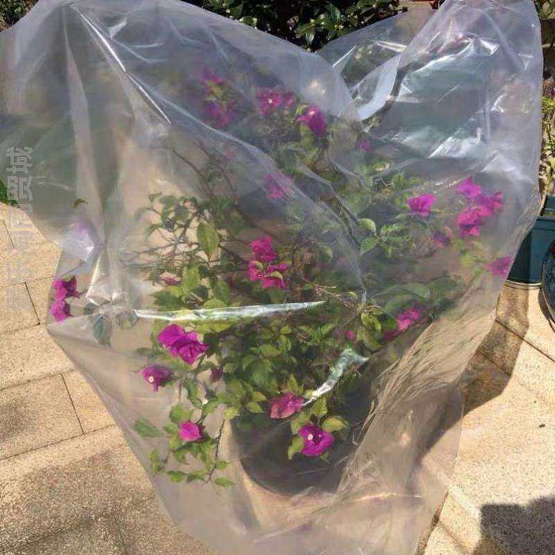 花木防冻花草罩植物保护盆景花卉塑料袋室外桂花树保温罩罩冬天