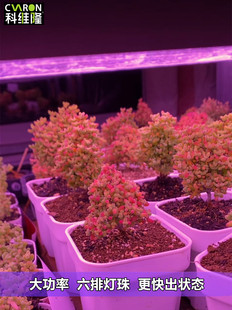 科维隆全光谱多肉补光灯家用上色防徒长花卉育苗植物生长彷太阳光
