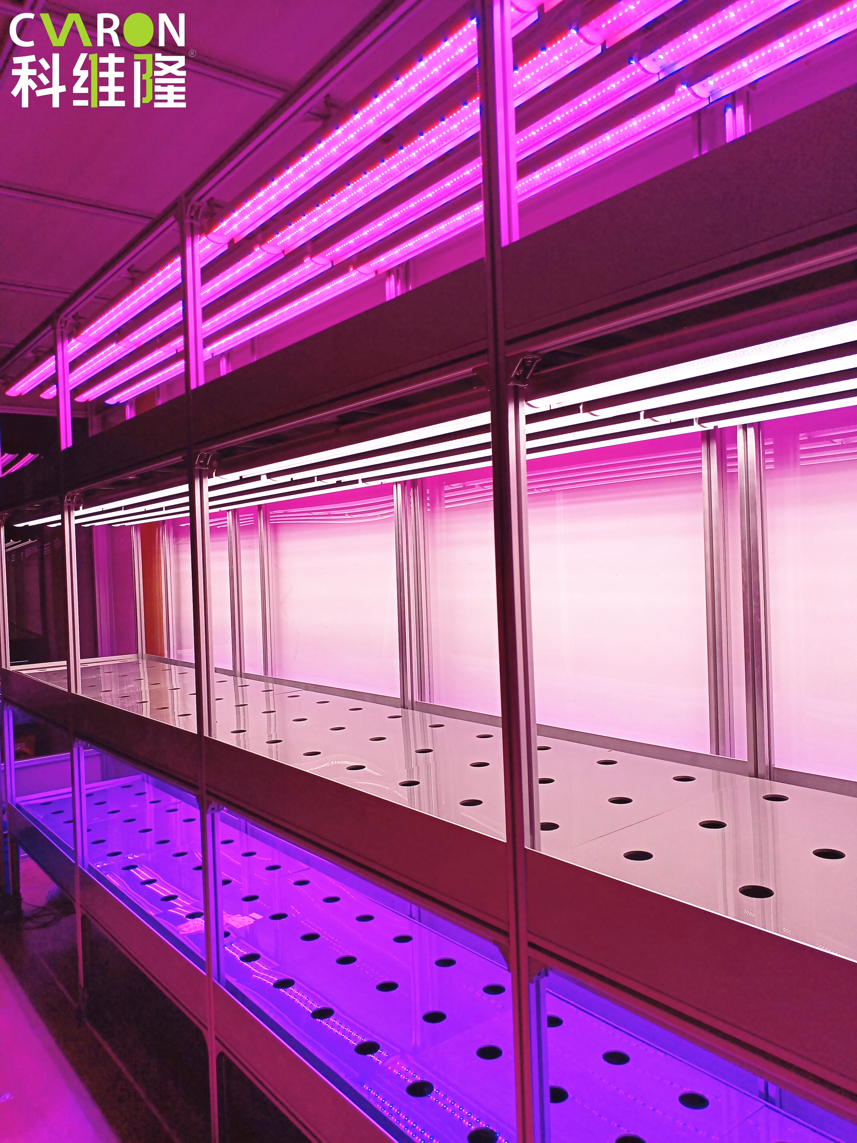 红蓝Led植物生长灯全光谱多肉补充光着色苗木蔬菜预防家庭组织栽