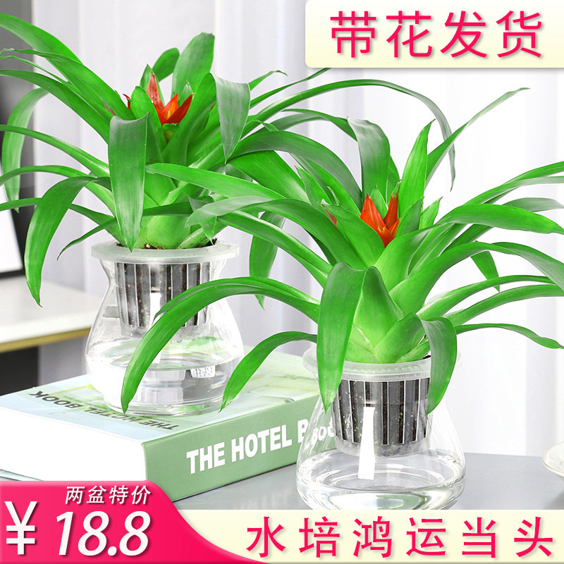 鸿运当头水培植物水样花卉室内盆栽带红花植物大红星凤梨绿植好养