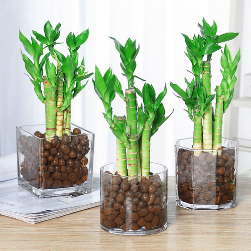 水培植物荷花盆栽室内文昌竹