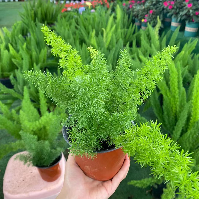 狐尾天门冬盆栽四季常青绿植花卉