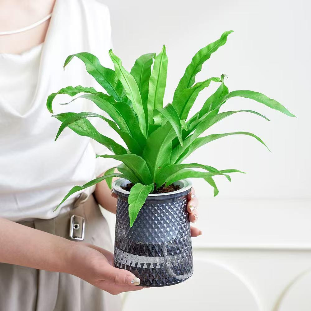 鸟巢蕨盆栽铁线驱蚊绿植水培室内蕨类植物净化空气四季常青