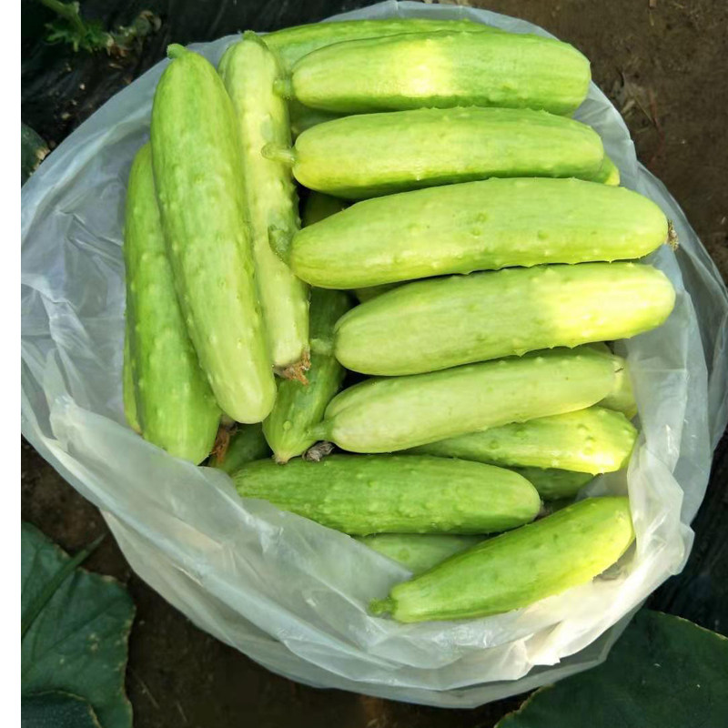 山东烟台海阳白玉黄瓜5斤装包邮 皮薄肉嫩甜度高代餐水果现摘现发