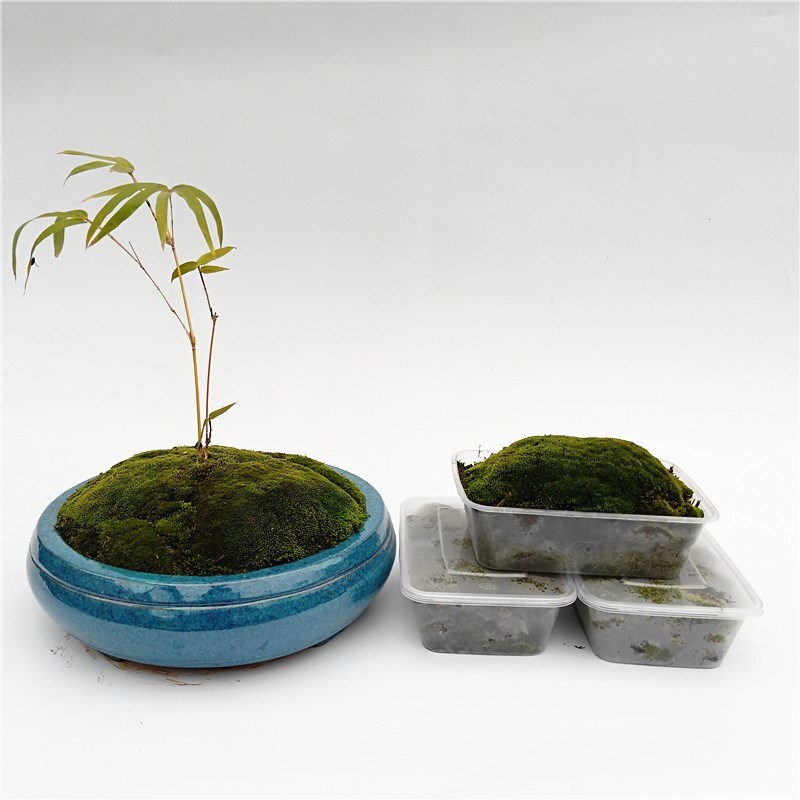 台藓草植物苔藓价格 台藓草植物苔藓图片 星期三