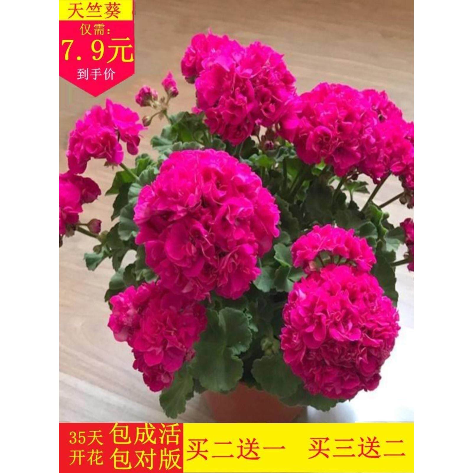 重瓣大花天竺葵花苗盆栽四季垂吊开花直立花卉庭院阳台带花苞发货