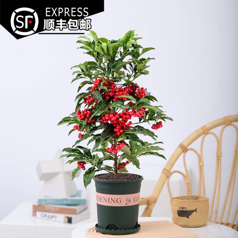 金玉满堂花植物带果发货富贵籽盆栽黄金万两室内客厅年宵花绿植