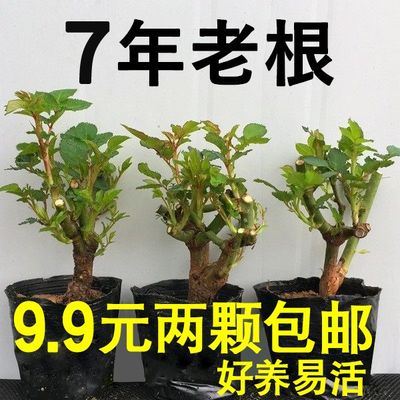 7年玫瑰花苗老桩阳台盆栽四季