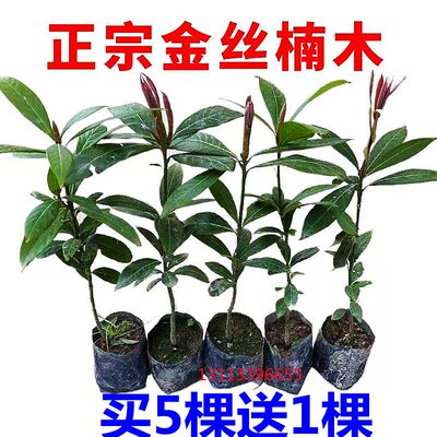 5棵金丝楠木树苗名贵正宗庭院