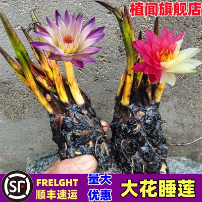 睡莲根块带花苞水培植物碗