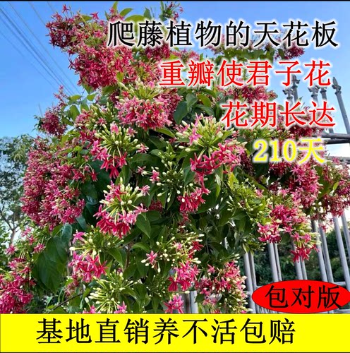重瓣使君子水君子爬藤植物带花苞大花苗庭院阳台耐热绿植花卉驱蚊