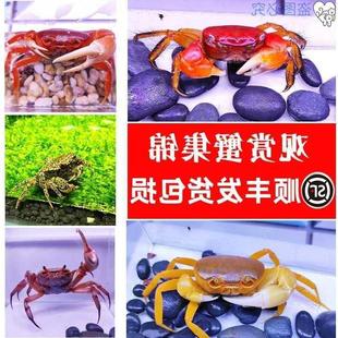 迷你可以养 小螃蟹水族箱爬行小动物家养鱼缸观赏可爱宠物淡水