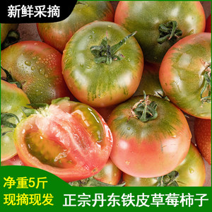 正宗丹东铁皮柿子5草莓盘锦碱脆