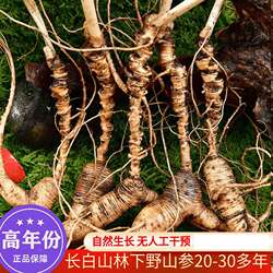 新鲜28年野山参东北人参山参新鲜林下人参桓仁山参人参 高年份