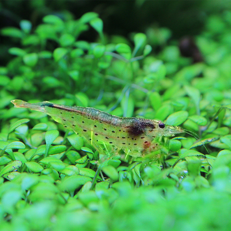 大和藻虾珍珠虾除丝藻除黑毛大河藻虾工具虾除藻能力极强观赏虾