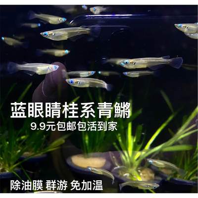 新款红树林青鱂桂系青鱂弓背原生鱼耐寒耐热群游蓝眼睛幽灵除油膜