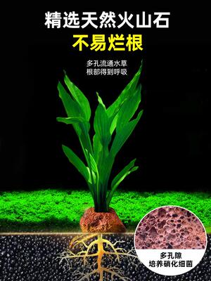 阿根廷皇冠水草出水红心皇冠草后景稀有鱼缸造景植物好养活水上叶