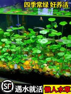 水草种子生态玻璃瓶真植物种籽盆栽套餐水培绿植铜钱草缸鱼缸造景