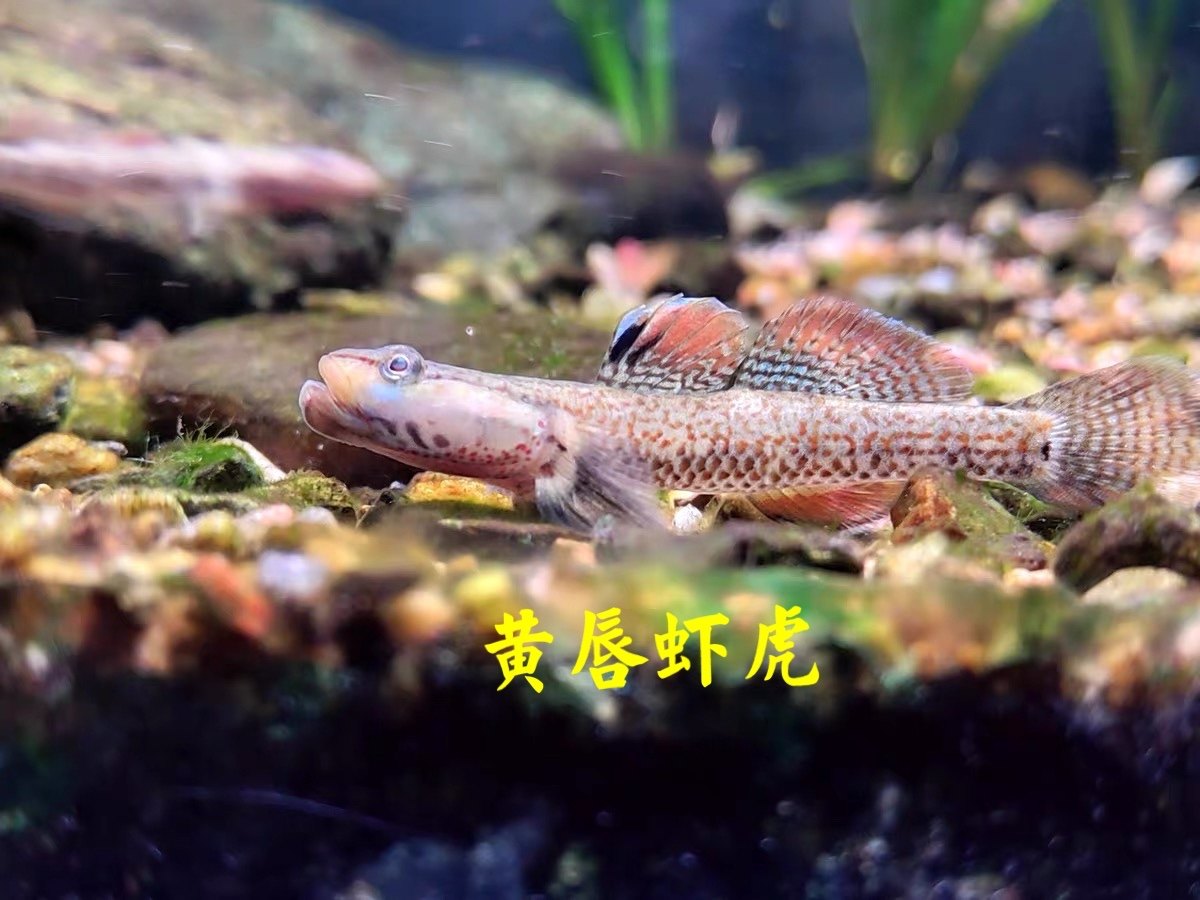 新款原生态子陵纹腮白面虾虎鱼溪流底层小型淡水鱼缸好养观赏鱼