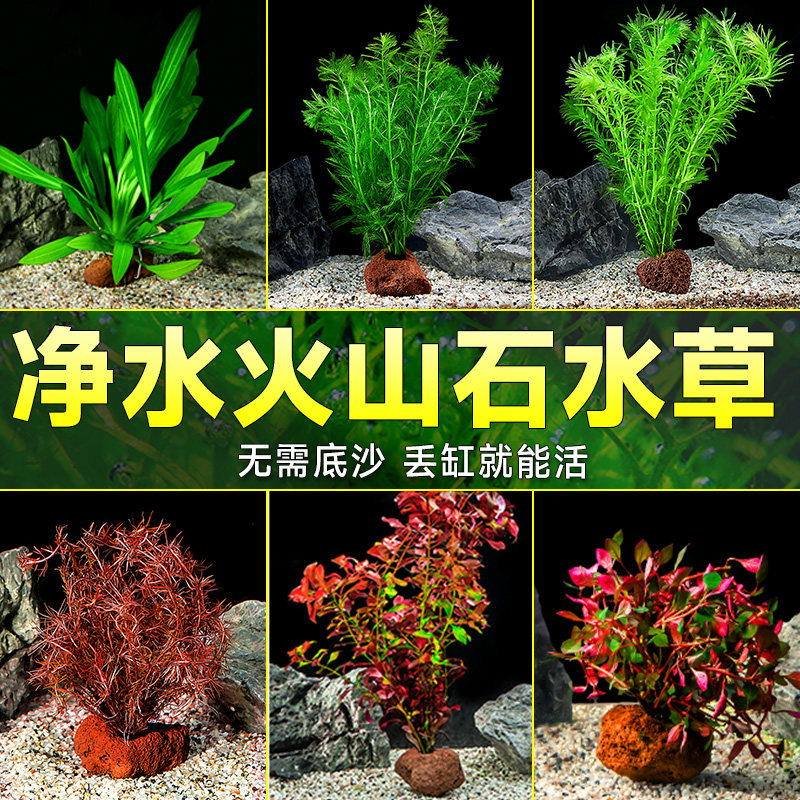 水草植物小鱼缸造景全套餐真装饰净化水质蜈蚣懒人阴性火山石水草怎么看?