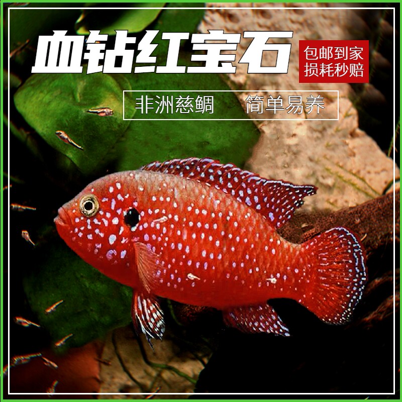 红宝石鱼热带观赏鱼血钻三湖慈鲷鱼蓝宝石鱼活体淡水鱼宠物鱼包活