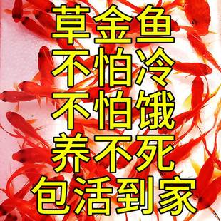 观赏鱼草金鱼苗养不死金鱼小鱼活鱼小宠物好养耐活龙鱼乌龟饲料鱼