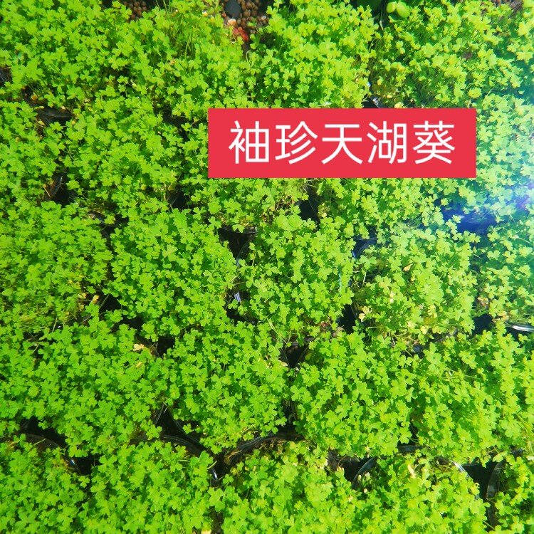 迷你袖珍天湖荽天湖葵天湖荽鱼缸造景前景草阴性活体爬地水草包邮