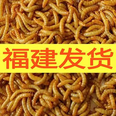 活体面包虫宠物饲料活体黄粉虫蜘蛛守宫饲料仓鼠爬宠饲料