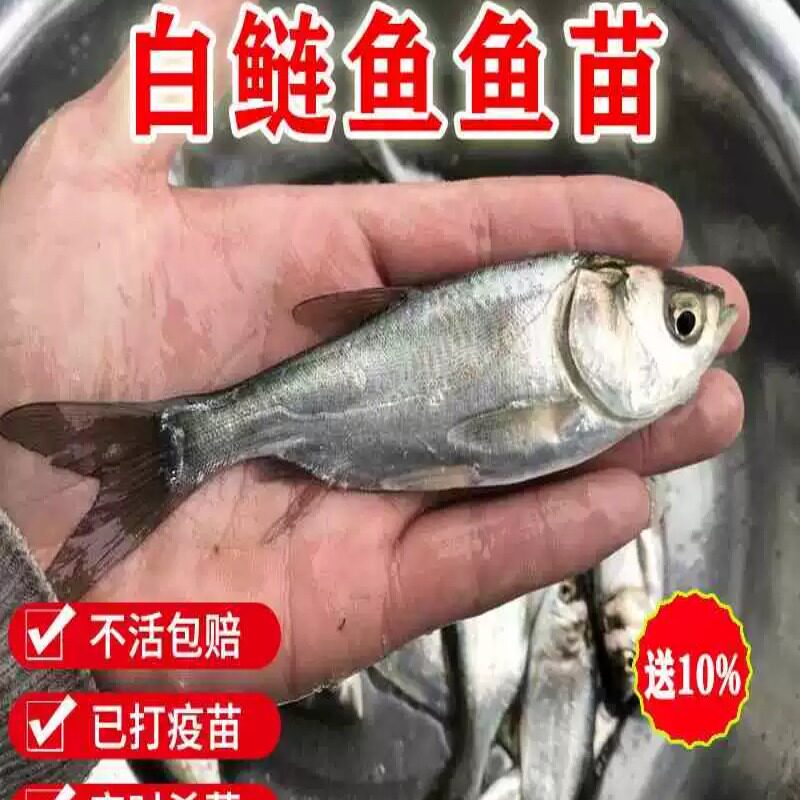 白鲢鱼苗白莲鱼鲢鳙水鲢跳淡水食用养殖冷水观赏鱼苗活体小鱼苗