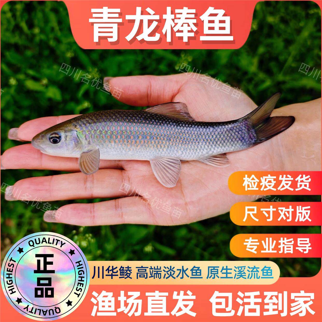 青龙棒鱼苗川华鲮油棒子鱼沉香鱼淡水鱼原生溪流鱼可观赏鱼可食用
