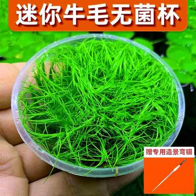 迷你牛毛水草坨前景无菌