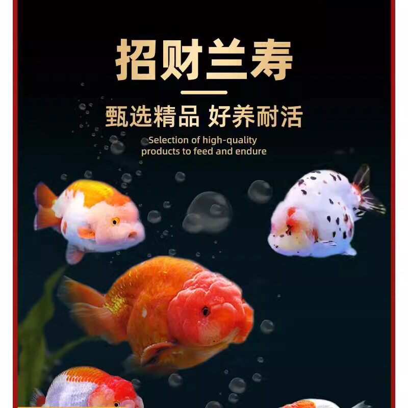 兰寿金鱼小鱼苗观赏鱼耐活冷水鱼活鱼宠物小型淡水好养锦鲤草金鱼