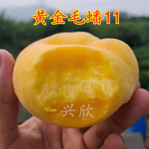 新品黄金蟠桃苗 毛桃果树苗中蟠11地栽嫁接桃树苗毛蟠11 当年结果