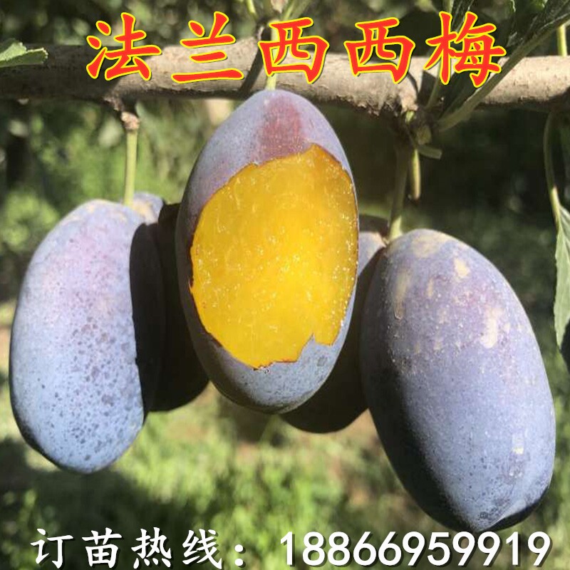 西梅树苗嫁接法兰西西梅李子树苗盆栽地栽南北方种植当年结果