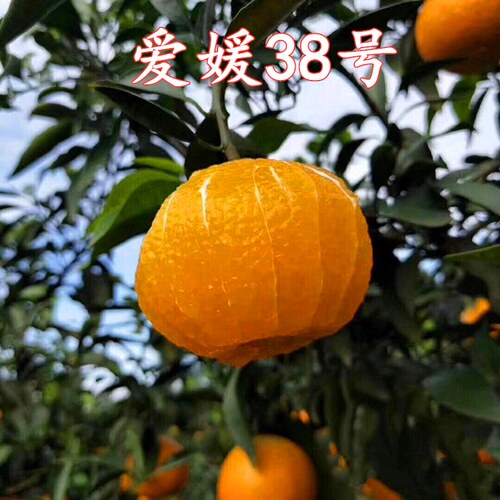 爱媛38号柑橘苗嫁接柑桔树苗早熟柑桔苗红美人爱媛38杂柑当年结果