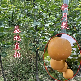 梨树苗 秋月梨苗南北方种植当年结果 一物一拍 直播专用