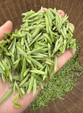 2026年乐山问春茶新茶明前嫩芽春茶四川峨眉山绿茶茶叶鲜叶茶青