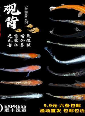观背青鳉淡水观赏鱼魔法鱼冷水鱼小锦鲤金鱼灵鳉水族活体宠物包邮