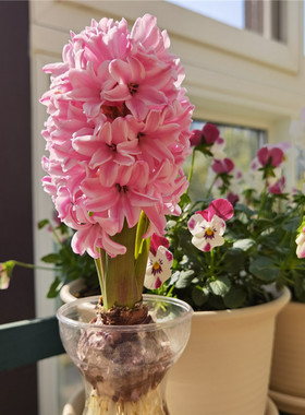 风信子种球进口土培水培耐寒秋冬季盆栽四季种植大球浓香花卉绿植