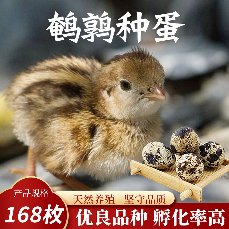 鹌鹑蛋受精种蛋鹌鹑种蛋可孵化168枚高受精率鸟蛋鹌鹑孵化包受精