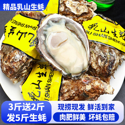 【5斤】乳山生蚝鲜活大号肉肥鲜美牡蛎海蛎子海鲜水产烧烤dbl