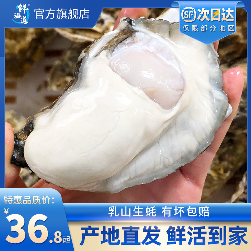 鲜海道鲜活乳山生蚝海蛎子特大海鲜牡蛎肉5斤带箱水产鲜活10批发