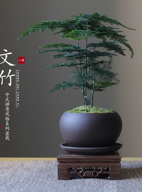 文竹紫砂陶瓷盆苔藓白发藓绿植室内盆栽中式禅意办公室摆件盆景客
