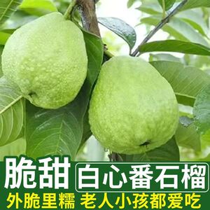 新鲜现摘正宗番石榴脆甜白心珍珠芭乐精品水果产地直发