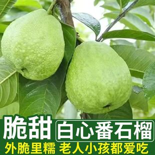 新鲜现摘正宗番石榴脆甜白心珍珠芭乐精品水果产地直发
