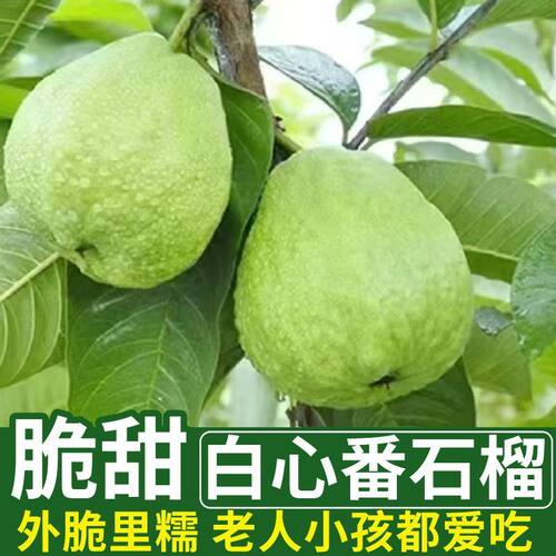 新鲜现摘正宗番石榴脆甜白心珍珠芭乐精品水果产地直发