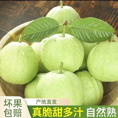 白心番石榴新鲜水果产地直发真脆甜多汁自然熟低糖水果